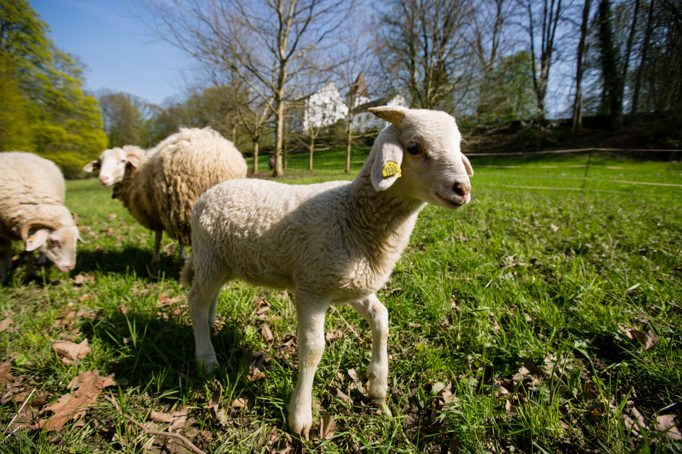 Moutons de l'Oberland grison, Chateau Wartegg