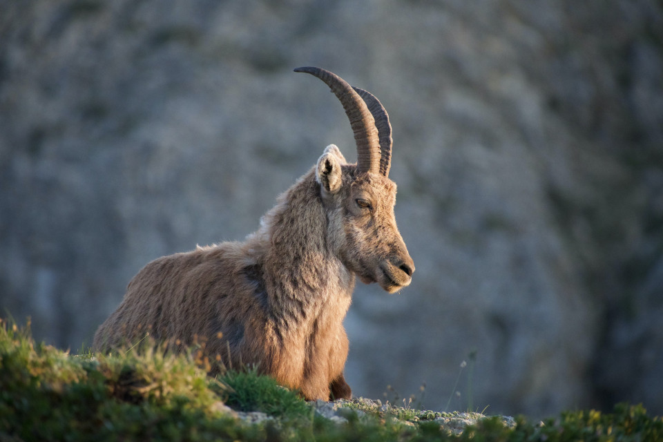 Ibex Fairstay